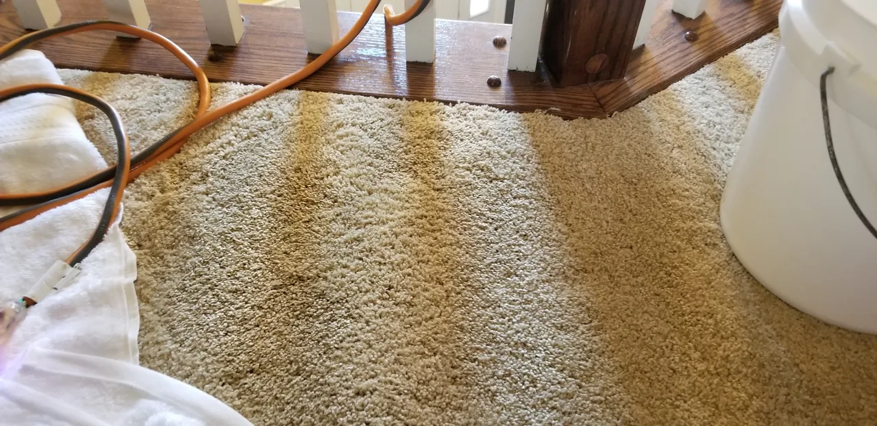 Carpet dyeing after - Total Cleaning Service
