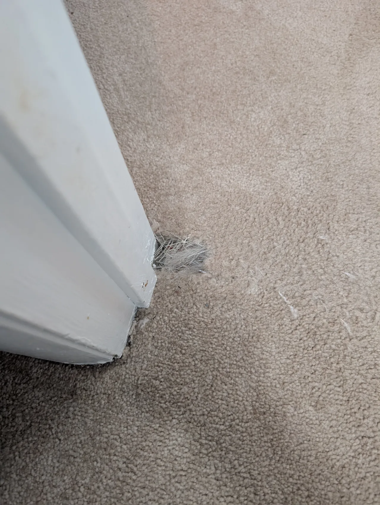 Carpet Repair before - Total Cleaning Service