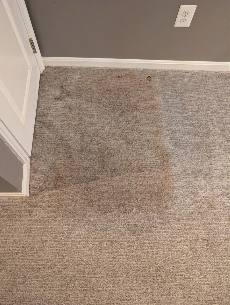 Pet Stain Removal before - Total Cleaning Service
