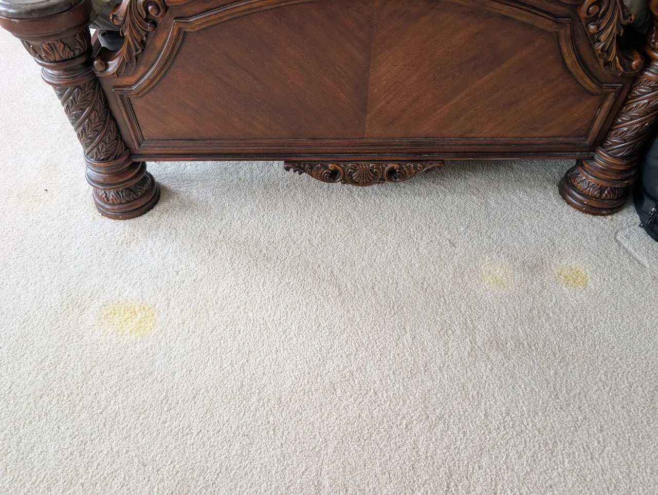 Pet Stain Removal before - Total Cleaning Service